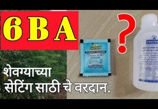 श वग य च य स ट ग स ठ व परल ज ण र 6 BA म हणज क य श वग य च य स ट ग स ठ च वरद न 
