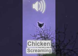 Chicken On A Tree Screaming Cringe Sound Memes Soundmeme Songmeme