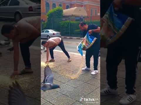 سيبو سيبو يا حامد