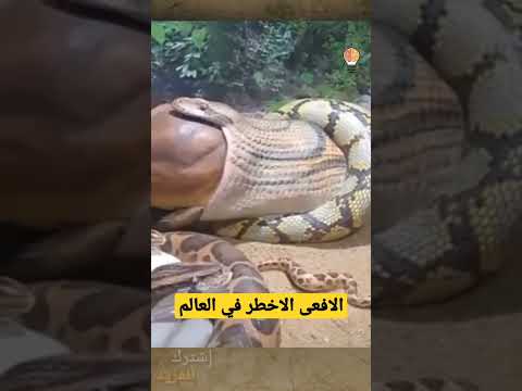 هذه الافعى هي الأخـطر في العالم عالم الحيوان و الطيور Shorts