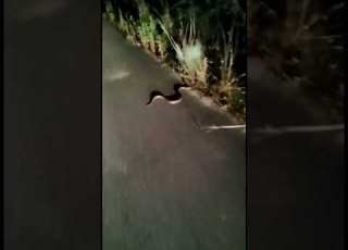 أفعى ثعبان ابلور السعودية اليوتيوب حشرات خطيره Snake تحذيرات وتنبيهات فيديو سم الطبيعة