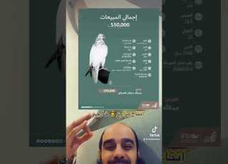فرخ صقر جير مبيوع ب٥٥٠ الف ريال ٢٠٢٣م