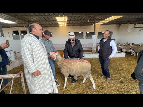 ضيعة الريش محمد تعطي صورة مشرفة لكل المغاربة بخصوص عيد الأضحى 2026 المغرب الجزائر