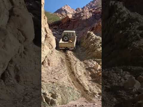 شاص يرقي جبل