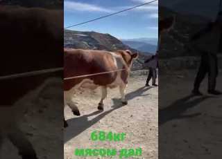 Забой мясного симентала