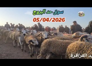 حصري من سوق حد البروج جهة سطات 05 04 2026 مع ثمن حولي عيد الاضحى