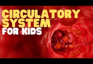Circulatory System For Kids Learn All About How Blood Travels Through The Body