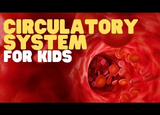 Circulatory System For Kids Learn All About How Blood Travels Through The Body