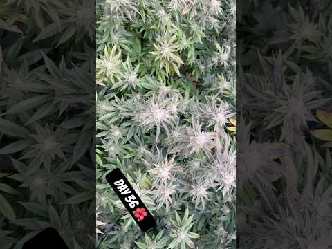 Everyday Is A Funk Day