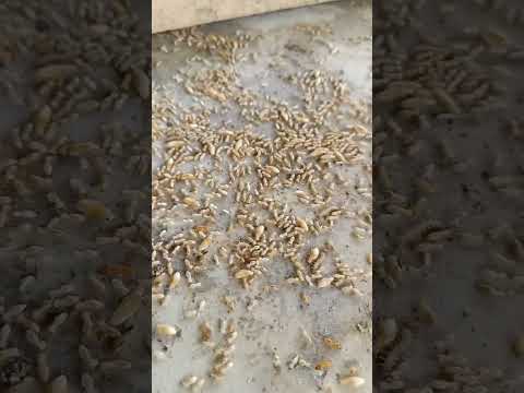 SUMU HATARI SANA KIBOKO YA KUDHIBIT MCHWA SIAFU KWENYE NYUMBA FENITURE MBAO Nk 1 SUMU HATARI SANA KIBOKO YA KUDHIBIT MCHWA SIAFU KWENYE NYUMBA FENITURE MBAO Nk 1