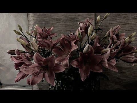 The Marías No One Noticed مترجمة بدون موسيقى