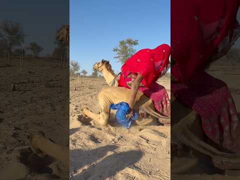 الفتاة تحاول رفع الجمل الضعيف بمساعدته وهو جالس على جسده في مشهد مؤثر