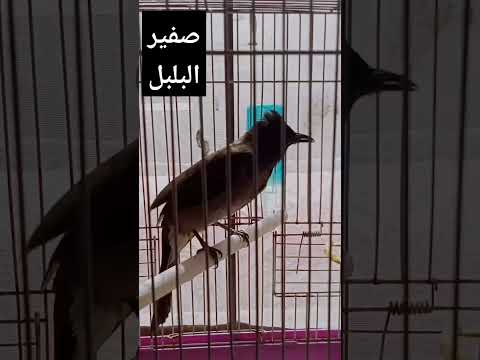 صوت صفير البلبل للتحفيز على التغريد صوت صفير البلبل للتحفيز على التغريد