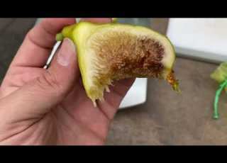  Qalaat Al Madiq Fig Tasting 9 13 2022