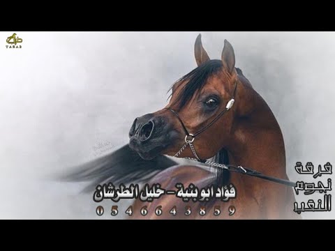 جديد لهجة طرب فؤاد ابو بنية خليل الطرشان 2026