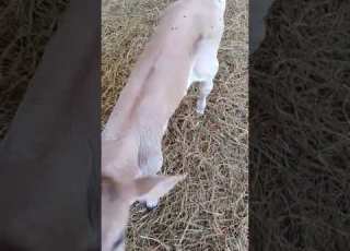 مواليد عجول البراون البيور وجماله