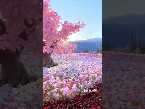 اللهم صل وسلم عليه في كل وقت وحين