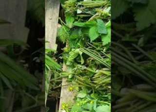 Ishiye Iu Elaichili U Ayegheu Ke LAVATSÜNA Ishido Lono Athapubei Ani Nacho