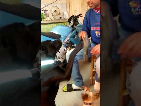 Raul Labrador Negro Pide Perdon Por Lo Mal Que Se Porto