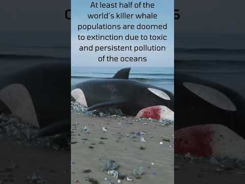 Killer Whale Getting Extinct Shorts Whale Killerwhales Orcas Killer Whale Getting Extinct Shorts Whale Killerwhales Orcas
