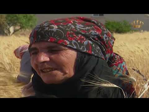 مقطع لا ي مل من موسم الحصاد قديما وأغاني الحصادين يسعد صباحك