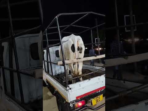 TUNAUZA NG OMBE WA MAZIWA WE ARE SELLING DAIRY CATTLE