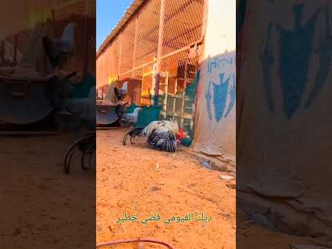 دجاج الفيومي