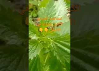  اسرار القراص ابلور