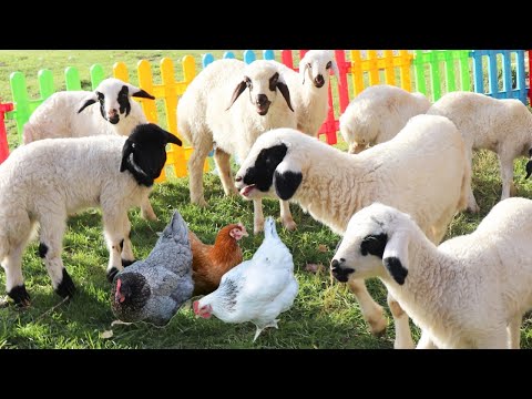 Sounds Of Farm Animals Forest Animals Cows Cats Dogs Goats Sheep Ducks Chicks Sounds Of Farm Animals Forest Animals Cows Cats Dogs Goats Sheep Ducks Chicks