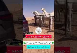 منقية ابن خريبيش الشيباني