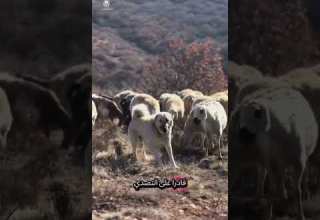 القصة الكامل لكلب الكنكال او الكنجال الدئاب كلاب اقوى الكلاب كنجال