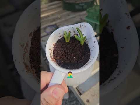 Një Nga Lulet Dështoj