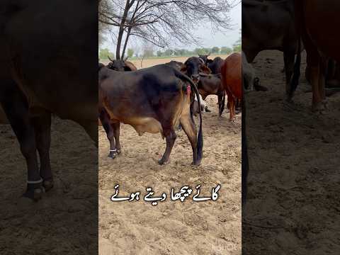 Cow Picha Datyy Howyy Viralvideo Youtube Animals Youtubeshorts Youtubeshorts