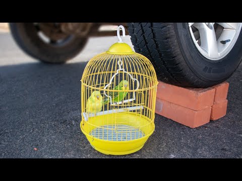 Aplastando Cosas Crujientes Pájaros VS Rueda De Coche Aplastando Cosas Crujientes Pájaros VS Rueda De Coche