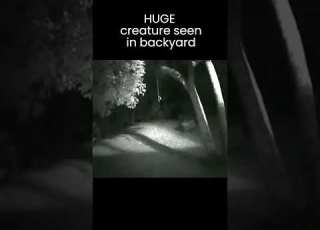  Is This A WEREWOLF In His Backyard It S HUGE Shorts Monsters Caughtoncamera Werewolf