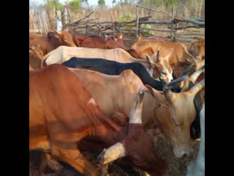 MACHIYA FT KUKUMAJI TUMEMUKAMATA 2025 MACHIYA FT KUKUMAJI TUMEMUKAMATA 2025