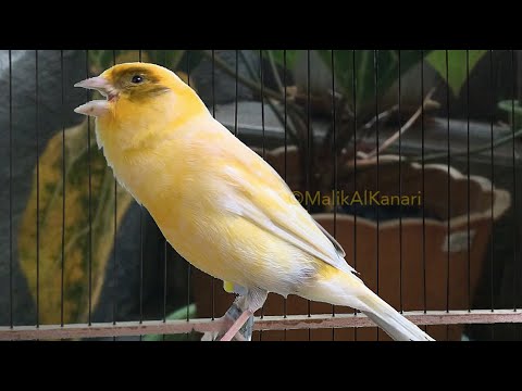 تحدي الكناري الصامت استمع لهذا الصوت ولن يصمت بعدها