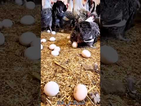 دجاج فيومي البيض واللحم والزينة دجاج دجاج فيومي الحياة الحمدلله اكسبلور مصر طيور الهرمونات