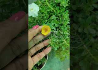  Virel Vdo Beautiful Vdo Instagram Vdo