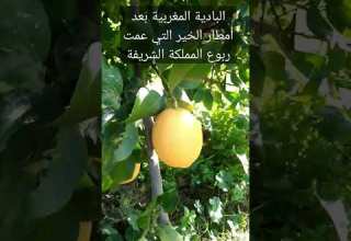 البادية المغربية بعد أمطار الخير التي عمت ربوع المملكة المغربية