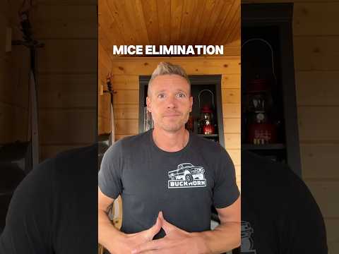 Effective DIY Mouse Control Peanut Butter Baking Soda Solution