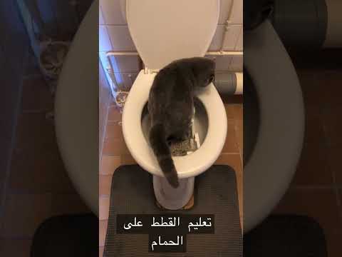 كيف تعود القطط على استخدام التواليت