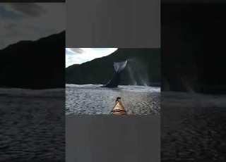  HUGE BLUE WHALE SIGHTINGS EXPLORE VANCOUVER RAM CORTES Ctto