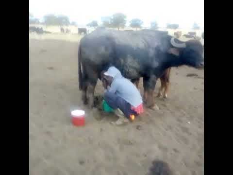 Nyati Maji Akikamuliwa Maziwa Zaidi Ya Lita 8 Asubuhi Shamba La Ng Ombe Wa Maziwa Mwanza