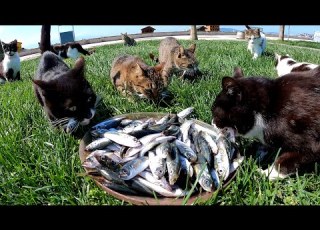 Stray Cats Who Came Across A Bucket Full Of Raw Fish Thought They Were Dreaming