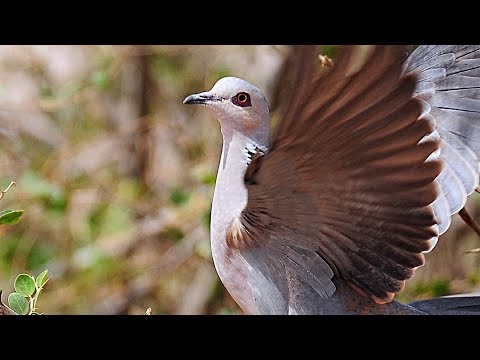 تغريد واستعراض غ ز ل القميري المهاجر أو القمري الأوروبي قبل التزاوج