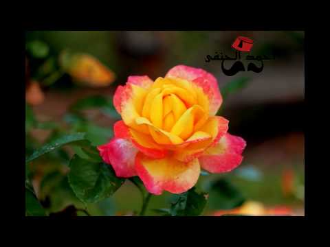 MP3 تكبيرات العيد بأكثر من 13 صوت جميل للتحميل المباشر