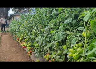 UWEPO WA MAJI YA KUTOSHA UNALIMA MISIMU YOTE