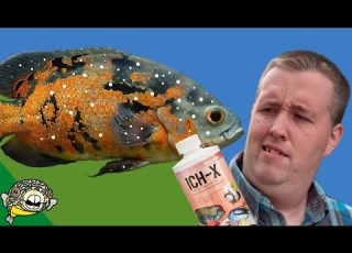 How To Treat Ich On Fish Tested On 1 000s Of Fish