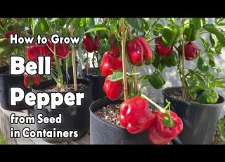 How To Grow Bell Peppers From Seed In Containers Easy Planting Guide